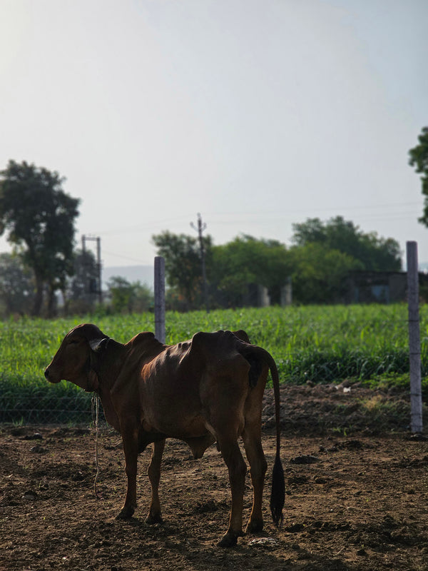 Farm