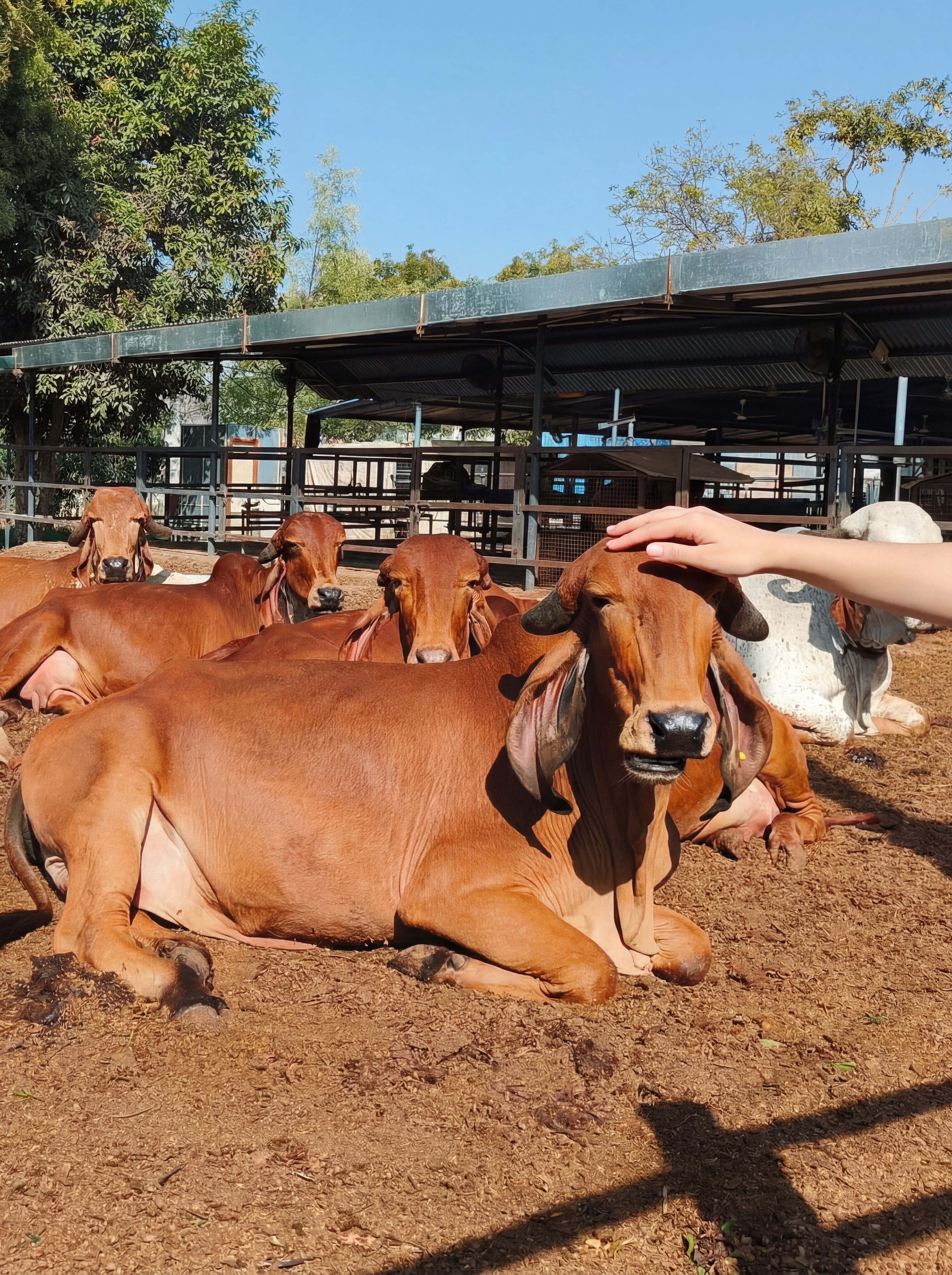 Gaurya Farms A2 Gir Ghee